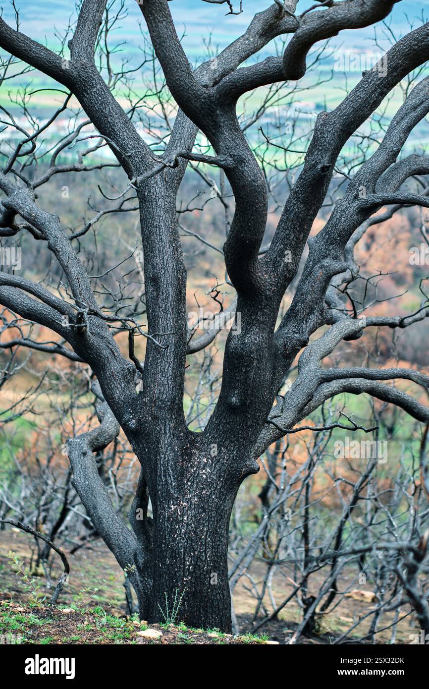 Albero bruciato in una foresta devastata dopo un incendio Foto Stock