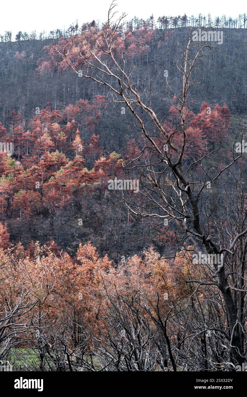 Alberi bruciati e nuova crescita che emergono dopo gli incendi boschivi nel paesaggio forestale Foto Stock