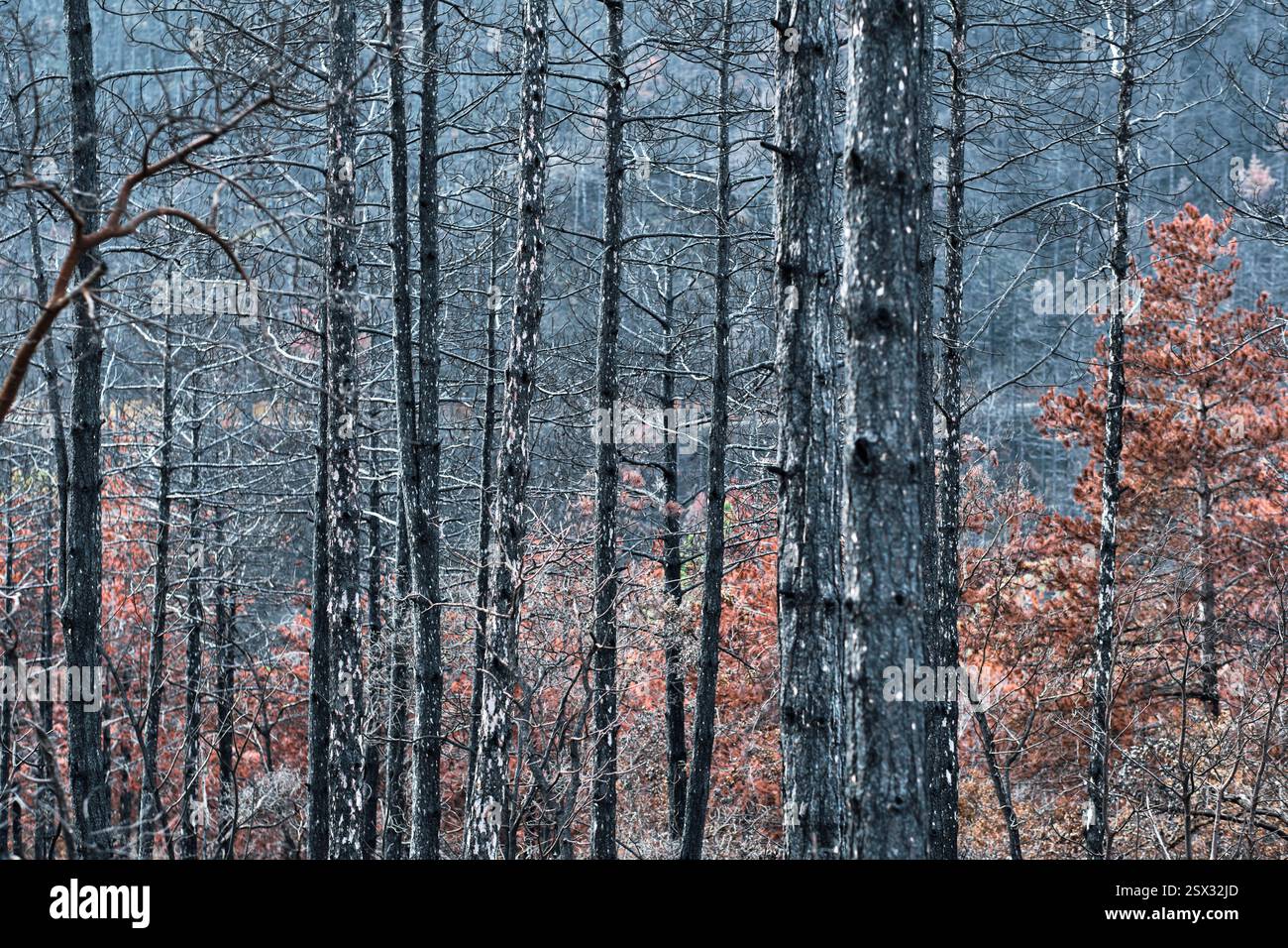 Alberi bruciati e nuova crescita che emergono nella foresta dopo un incendio Foto Stock