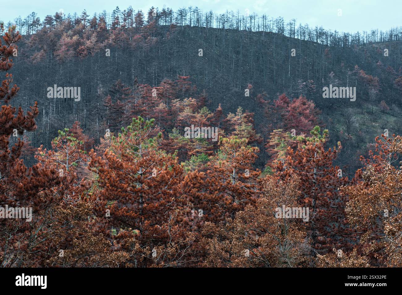 Foresta bruciata che mostra una nuova crescita dopo un incendio Foto Stock