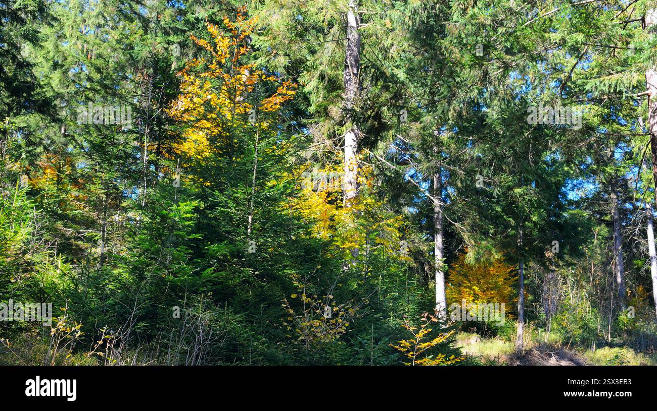 Pittoresco paesaggio autunnale con catene montuose e foreste. Carpazi, Ucraina. Foto grandangolare. Foto Stock