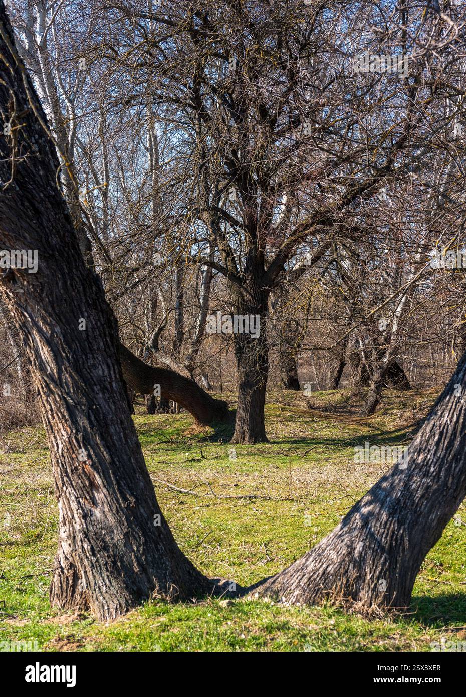 Framed Tree in the Park - Una composizione naturale Foto Stock