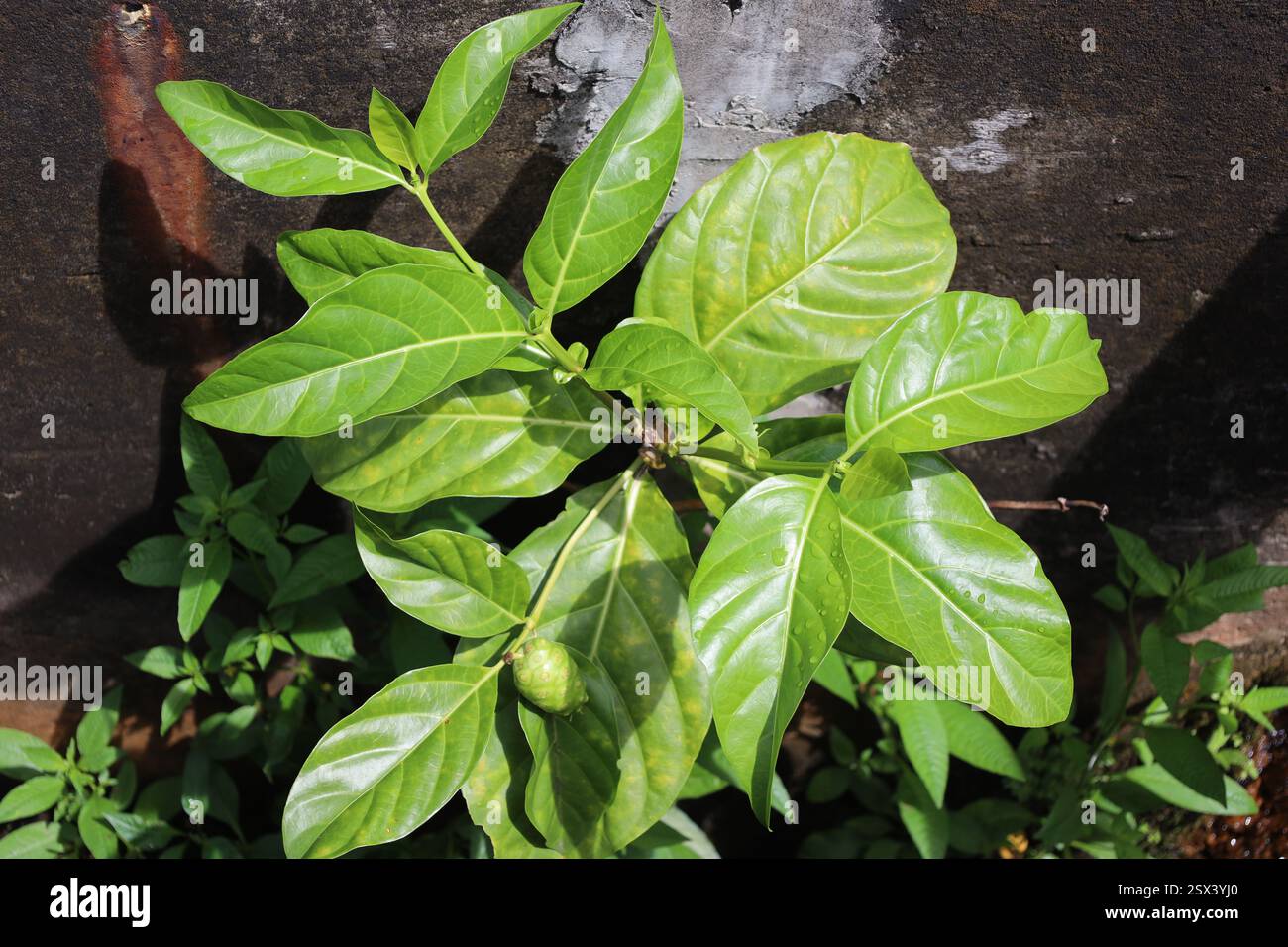 piante macro da primo piano con foglie di verde scuro lucido (verde scuro) ancora bagnate dalla pioggia e un piccolo semi di cono di ghiande di noce Foto Stock