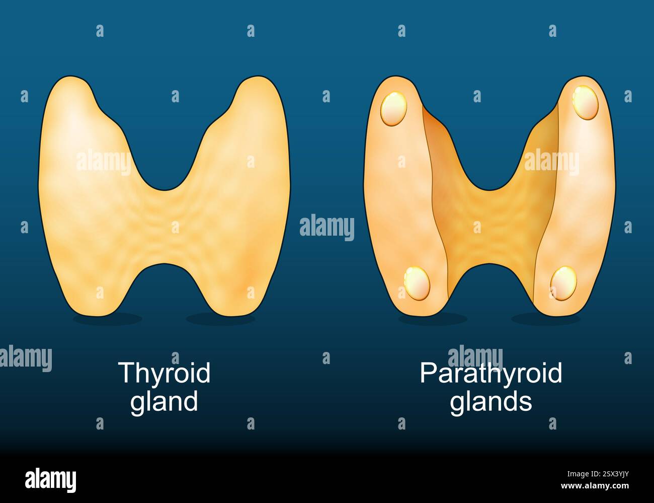 Ghiandola tiroidea e ghiandole paratiroidi. Sistema endocrino umano. regolazione ormonale. Omeostasi del calcio. Illustrazione vettoriale Illustrazione Vettoriale