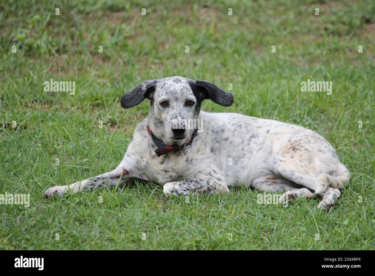 Un cane maculato bianco e nero è comodamente sdraiato sull'erba verde lussureggiante, mostrando un comportamento rilassato e contento. Foto Stock