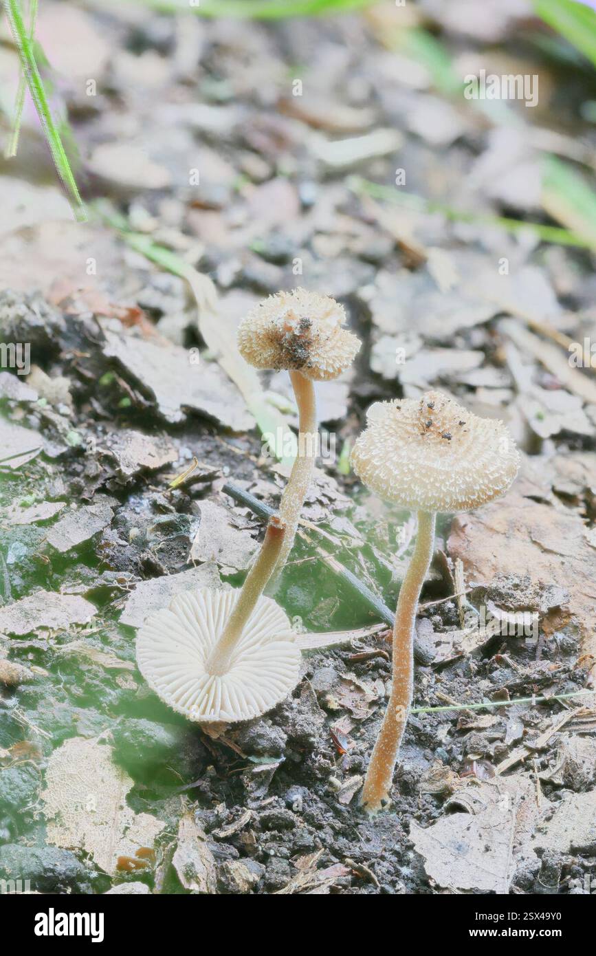 Fibercaps and Allies (Inocybaceae), funghi, Richland Township, PA, USA, betulla nera, pioppo di tulipani, magnolia al cetriolo, quercia, ciliegia nera, elm, hickory Foto Stock