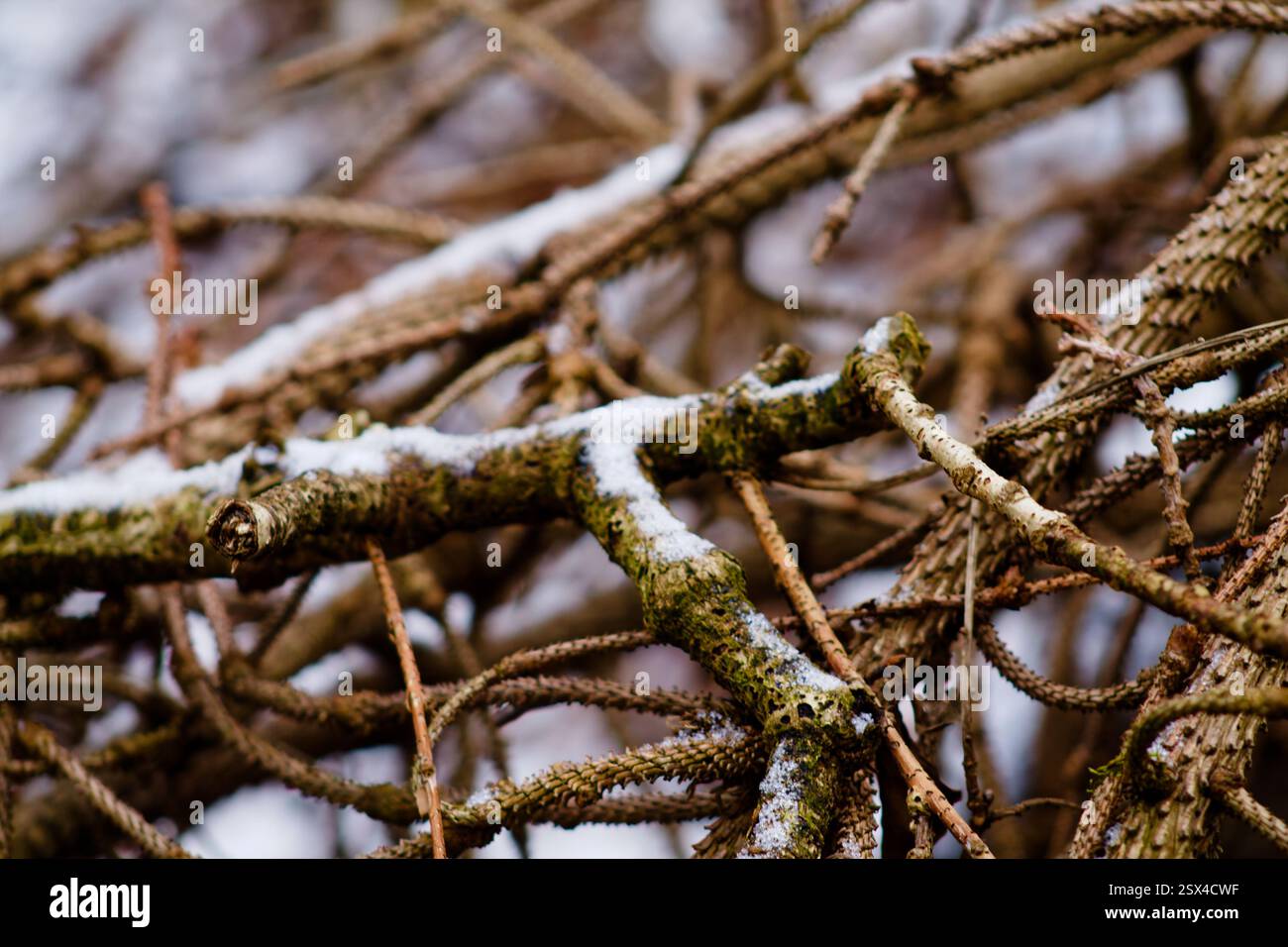 Vista ravvicinata di rami e ramoscelli intrecciati, alcuni coperti da una leggera spolveratura di neve. L'immagine acquisisce i pattern e le trame intricati o Foto Stock