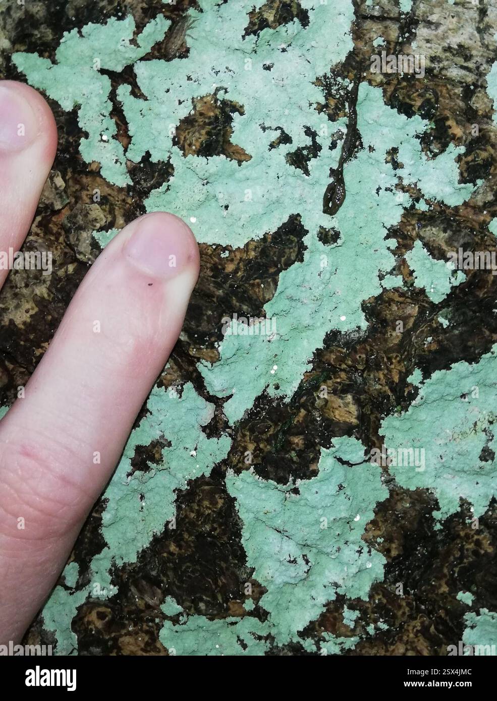 Ascomycetes superiore (Pezizomycotina), funghi, Ballenstedt, Germania, sulla corteccia di un Fraxinus excelsior di dimensioni decenthe, più sui pezzi di corteccia angolati verso il basso. Forse dal deflusso. Pioveva 3 o 4 ore prima, ancora un po' umido Foto Stock