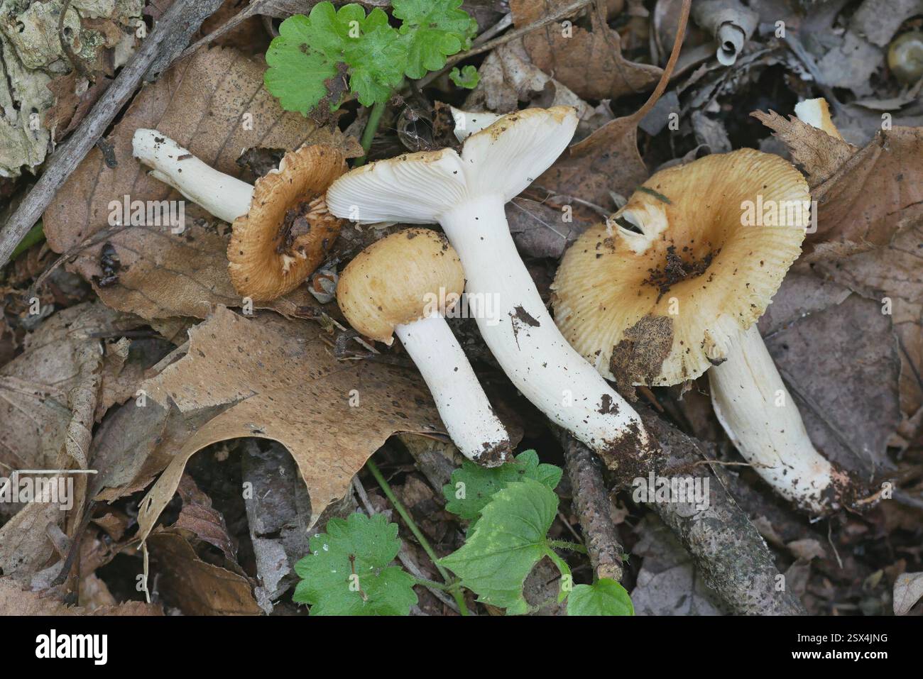 Brittlegills (Russula), funghi, Richland Township, PA, Stati Uniti, Basswood, acero, betulla nera, quercia a distanza Foto Stock