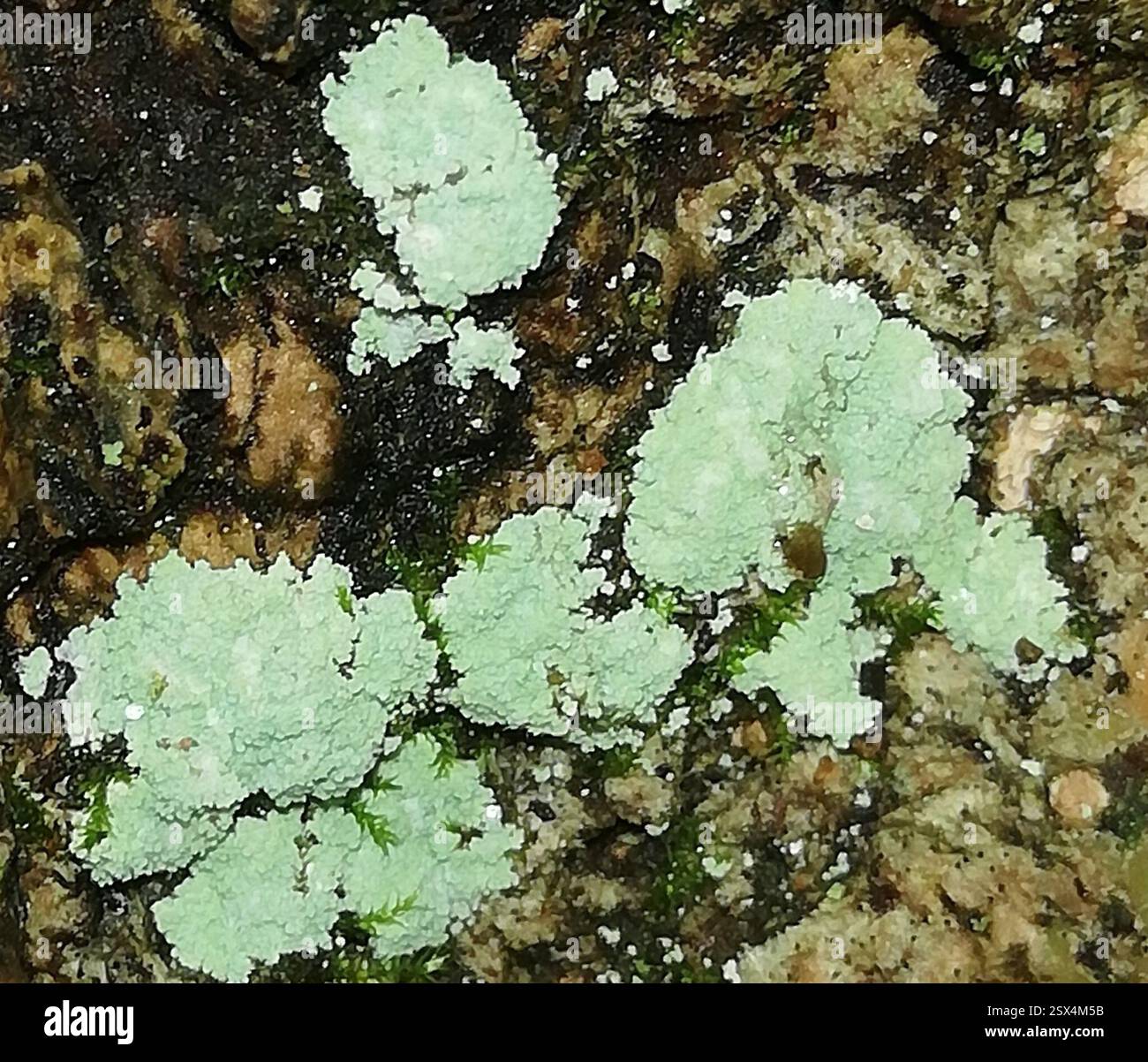 Ascomycetes superiore (Pezizomycotina), funghi, Ballenstedt, Germania, sulla corteccia di un Fraxinus excelsior di dimensioni decenthe, più sui pezzi di corteccia angolati verso il basso. Forse dal deflusso. Pioveva 3 o 4 ore prima, ancora un po' umido Foto Stock