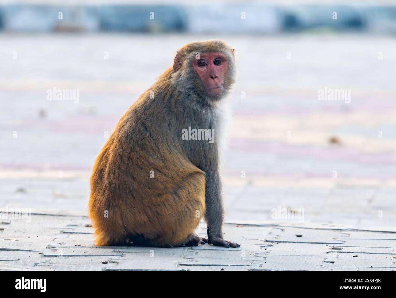 Un Rhesus Macaque (Macaca mulatta) che girovaga nel parco cittadino. Punjab, India. Foto Stock