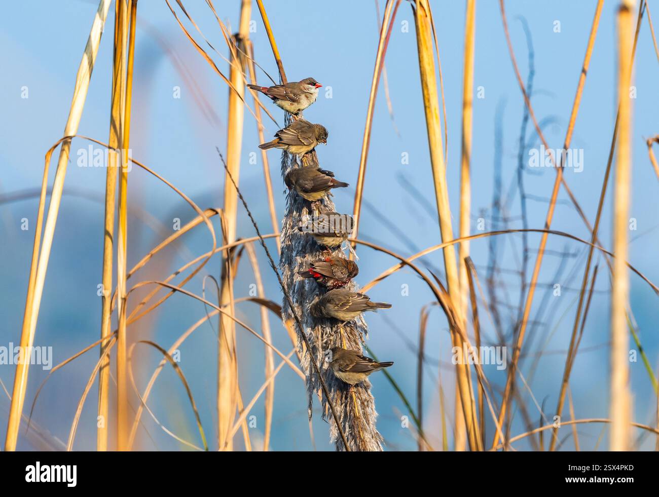 Un gruppo di Avadavat rossi (Amandava amandava) arroccato su uno stelo di canne. Punjab, India. Foto Stock