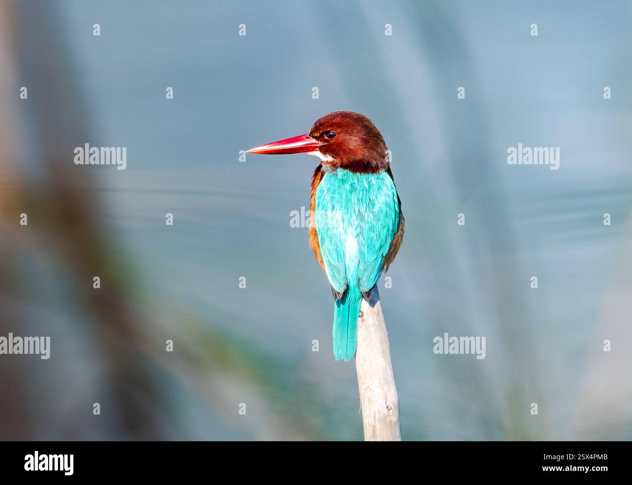 Un Kingfisher dalla gola bianca (Halcyon smyrnensis) arroccato su un ceppo. Punjab, India. Foto Stock