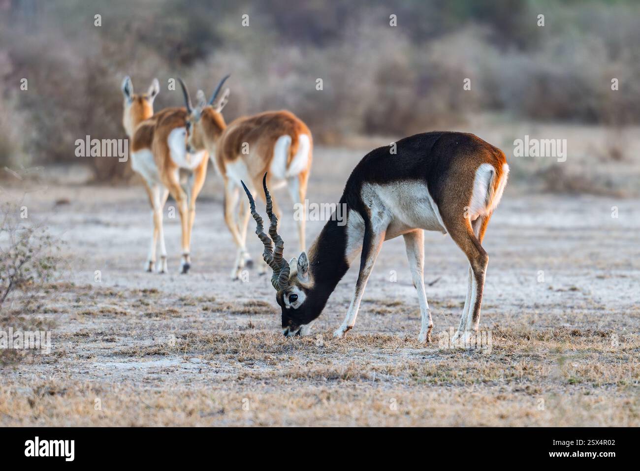 Blackbucks (antilope cervicapra), o antilope indiana, che si forgia nel deserto. Rajasthan, India. Foto Stock