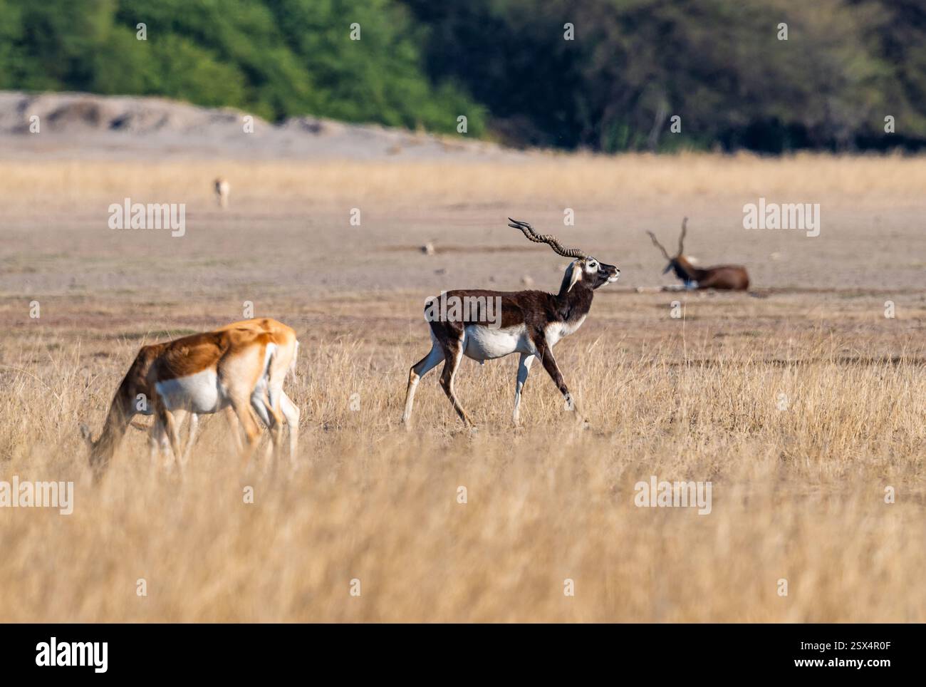 Blackbucks (antilope cervicapra), o antilope indiana, in praterie aperte. Rajasthan, India. Foto Stock
