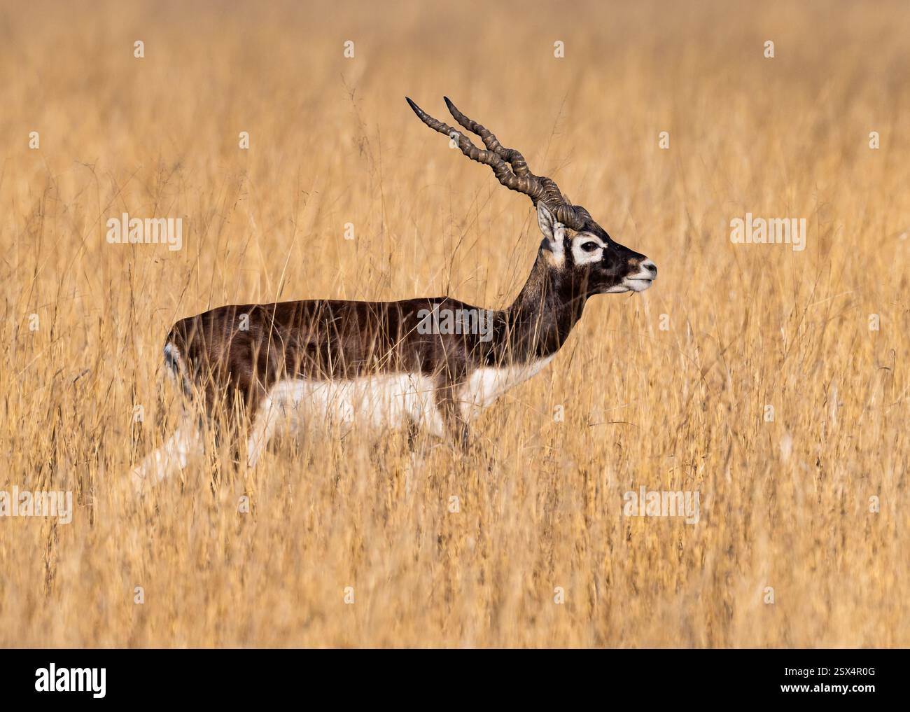 Un maschio Blackbuck (Antilope cervicapra), o antilope indiana, in prateria aperta. Rajasthan, India. Foto Stock
