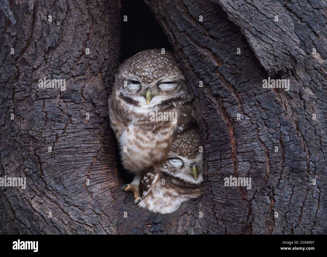 Due Owlet macchiati (Athene brama) che si nascondono in un buco d'albero. Rajasthan, India. Foto Stock