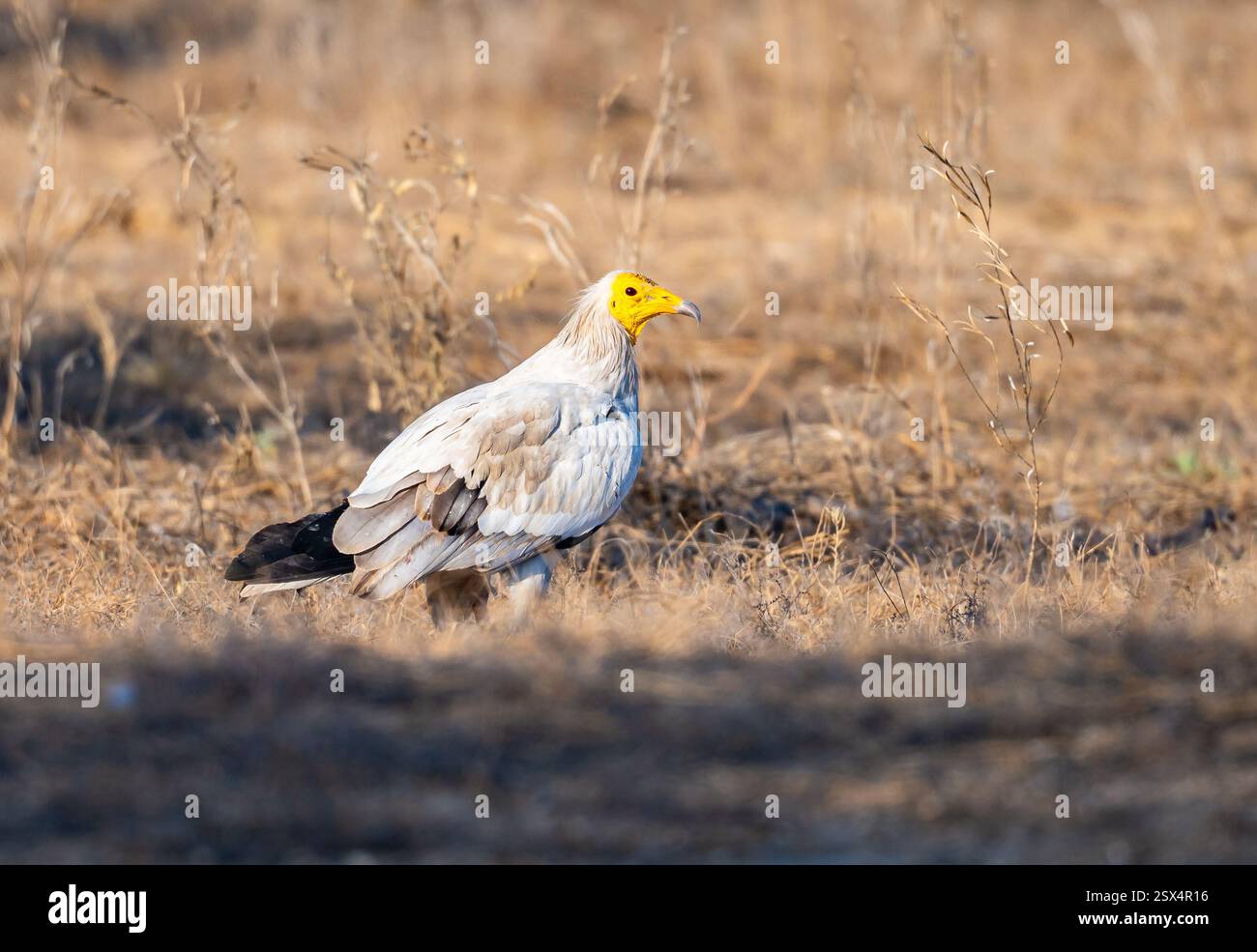 Un Avvoltoio egiziano in via di estinzione (Neophron percnopterus) in un deserto aperto. Rajasthan, India. Foto Stock