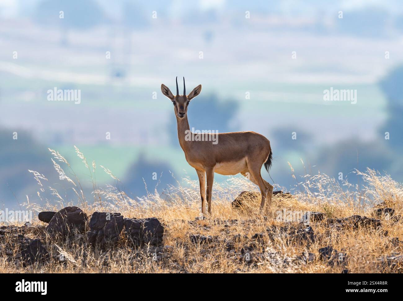 Una gazzella indiana (Gazella bennettii), o Chinkara, in piedi nel deserto aperto. Rajasthan, India. Foto Stock