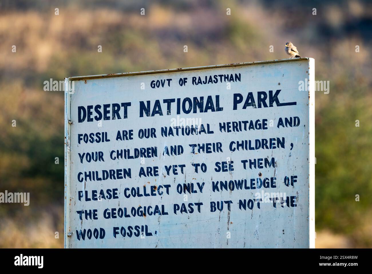 Segnaletica presso il Desert National Park per informare i visitatori a non raccogliere legno fossile. Rajasthan, India. Foto Stock