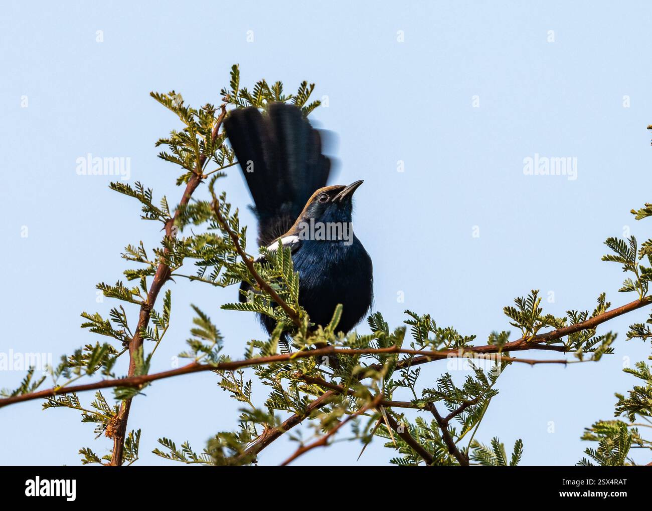Un Robin indiano maschio (Copsychus fulicatus) che sbatte la coda su un cespuglio. Rajasthan, India. Foto Stock