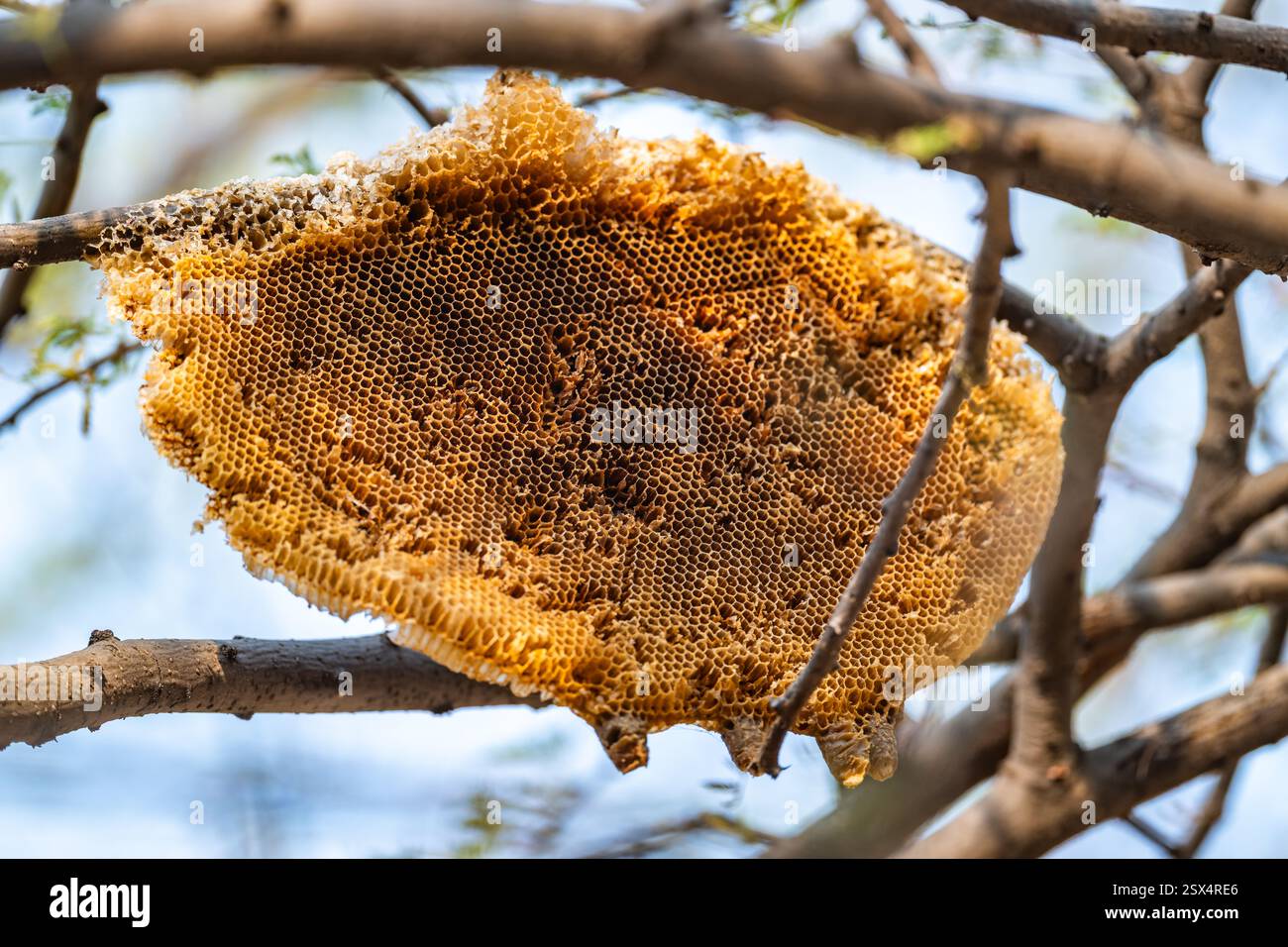 Un alveare abbandonato attaccato su un ramo di albero nella foresta. Rajasthan, India. Foto Stock