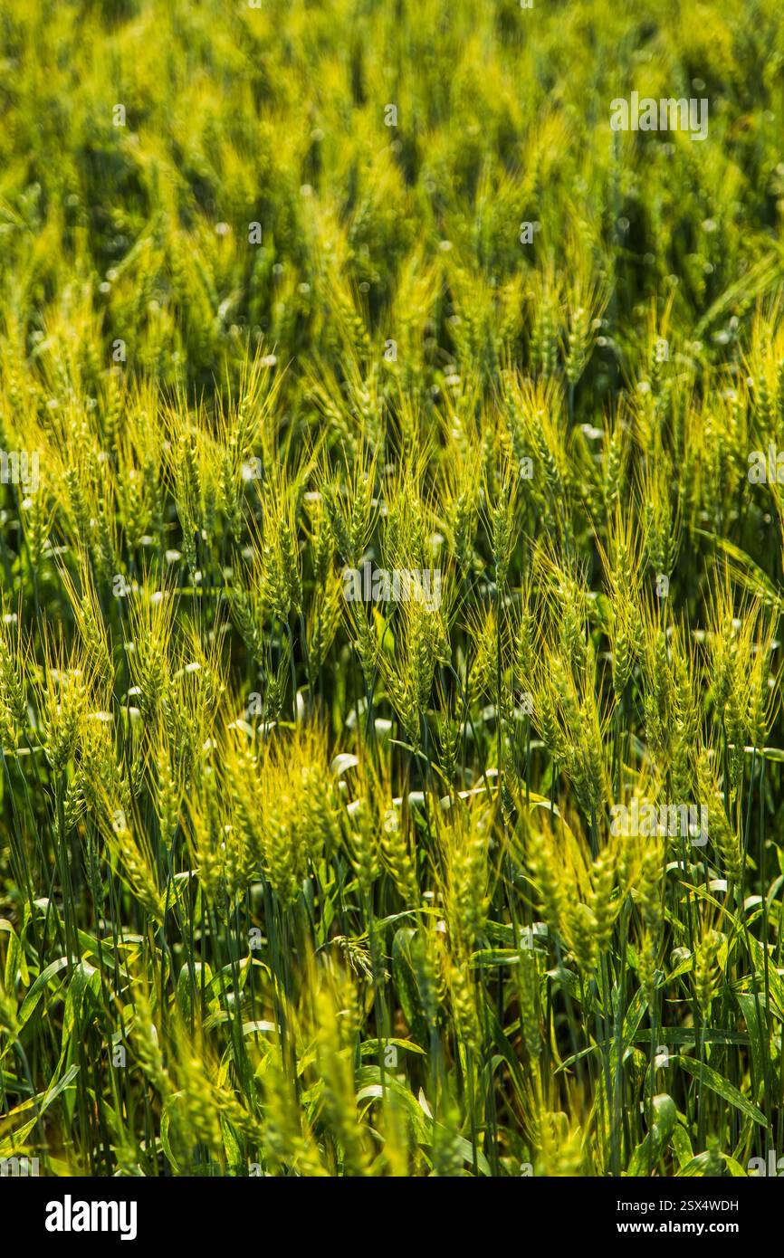Campo di erba verde con qualche fiore giallo. L'erba è alta e i fiori sono piccoli Foto Stock