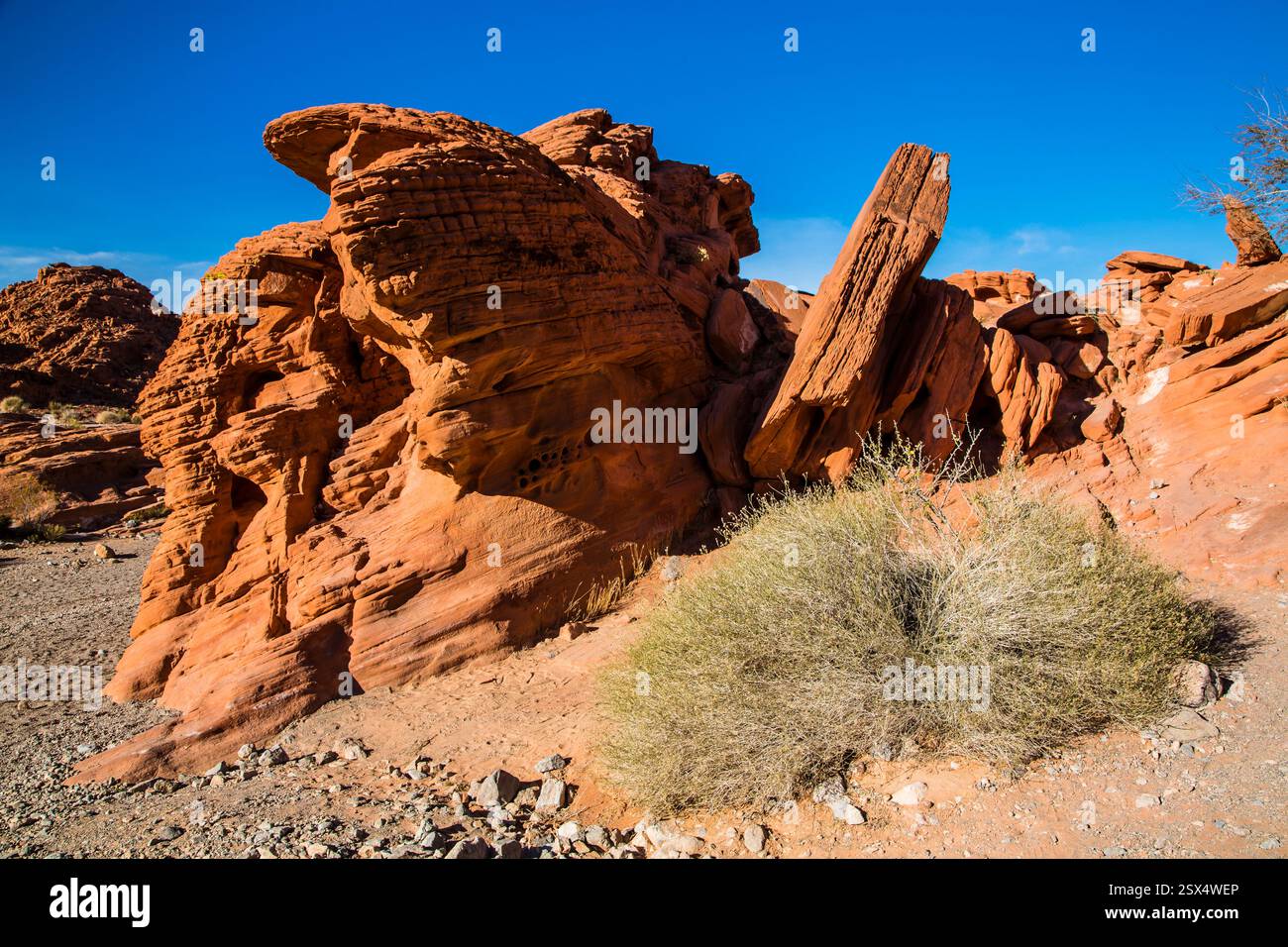 Formazione rocciosa con una piccola pianta che ne cresce. La pianta è verde e presenta foglie marroni Foto Stock