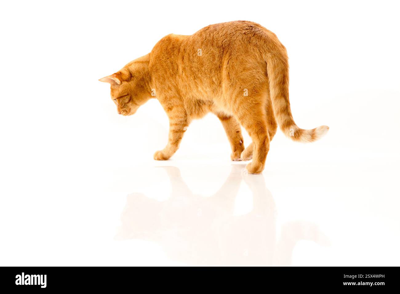 Il gatto cammina su una superficie bianca. Il gatto è arancione e ha un naso nero. Il gatto sta guardando qualcosa in lontananza Foto Stock