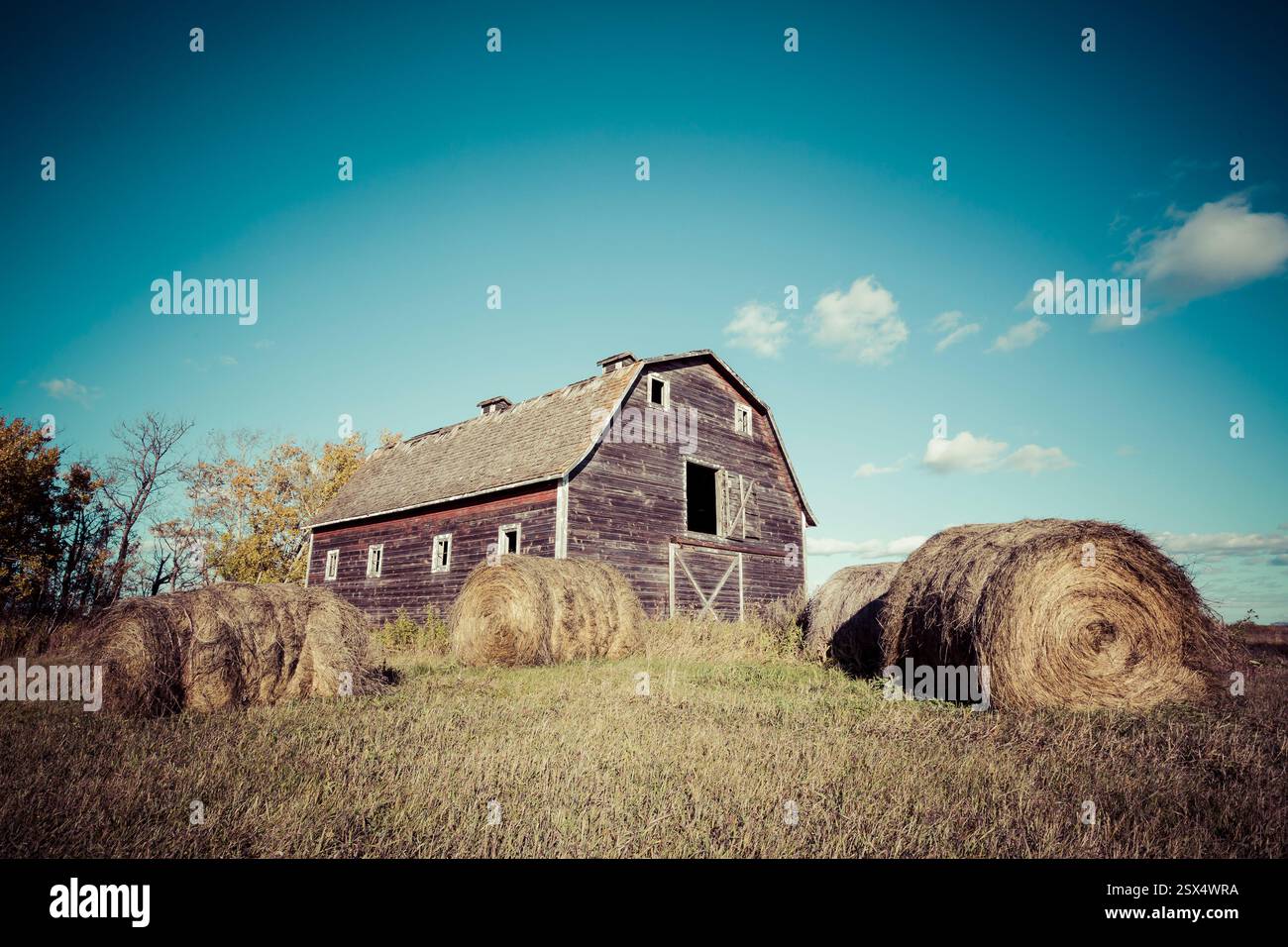 Un fienile rustico sorge in un campo, circondato da alte balle di fieno asciutte. Il fienile è vecchio e intemprato, con un esterno in legno intemprato. Le balle di fieno sono A. Foto Stock