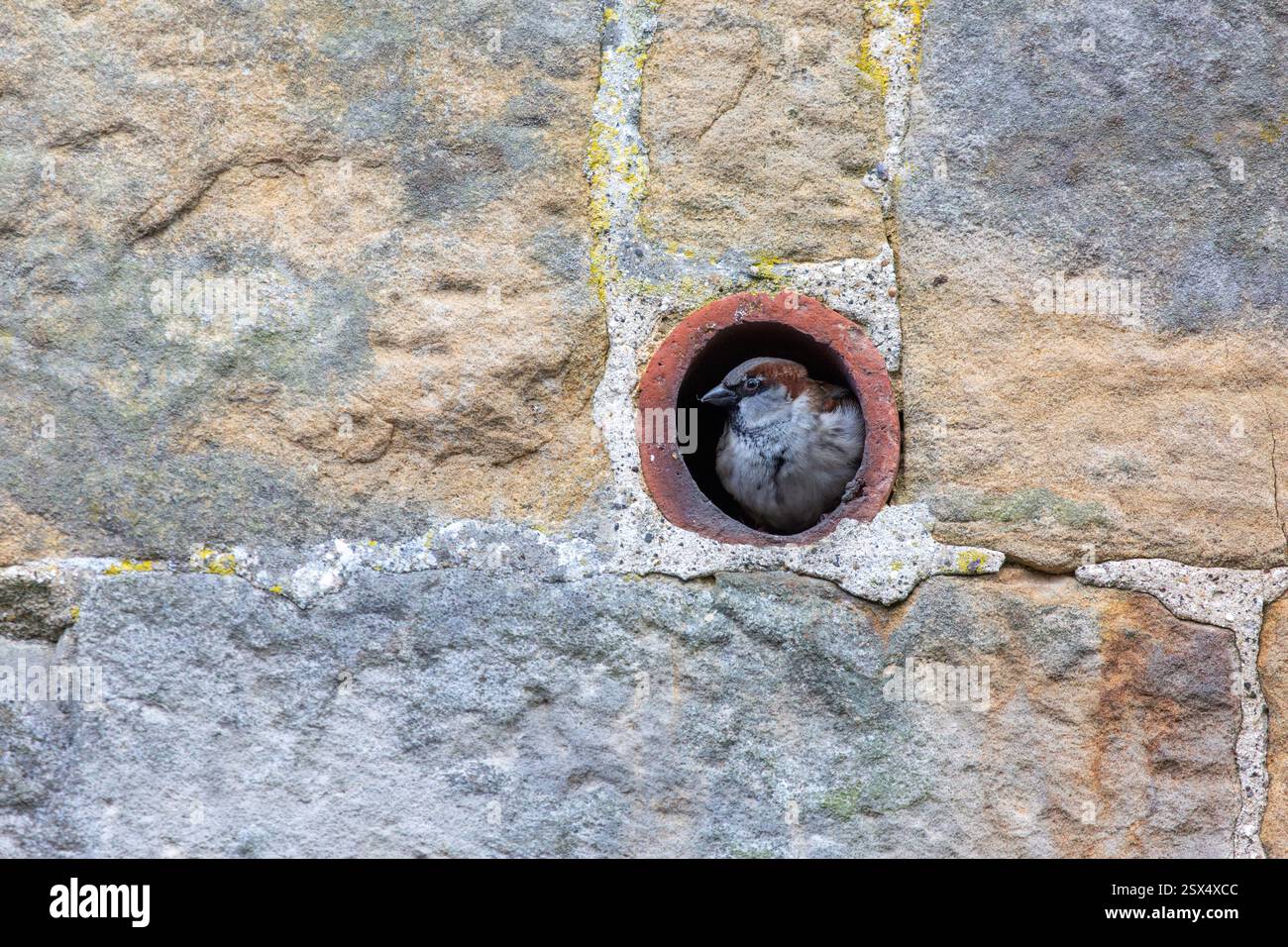 Casa Sparrow che fa un nido in un'apertura di tubo nel muro di mattoni di una casa. Un piccolo uccello si accosta comodamente all'interno di un'apertura rotonda in un muro di pietra. Foto Stock