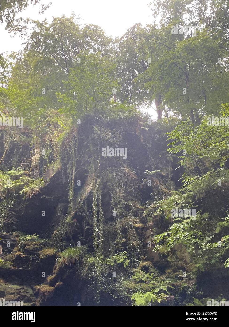 Dense Woodland a St Nectan's Glen - Immagine stock catturata con smartphone