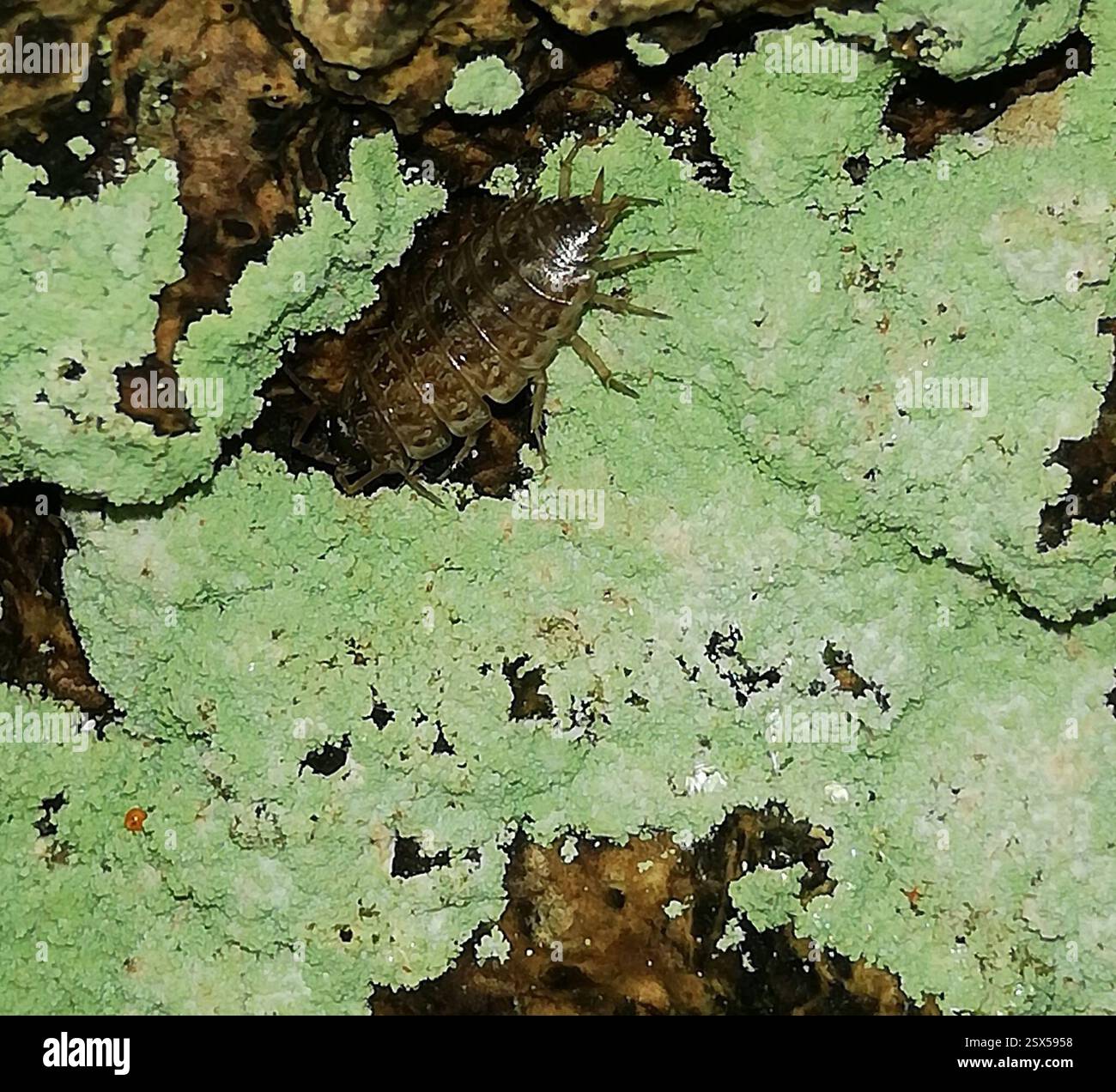 Ascomycetes superiore (Pezizomycotina), funghi, Ballenstedt, Germania, sulla corteccia di un Fraxinus excelsior di dimensioni decenthe, più sui pezzi di corteccia angolati verso il basso. Forse dal deflusso. Pioveva 3 o 4 ore prima, ancora un po' umido Foto Stock