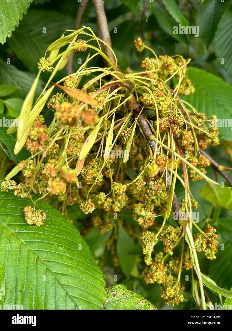 , Fairlawn Country Club, Akron, OH, NOI Foto Stock