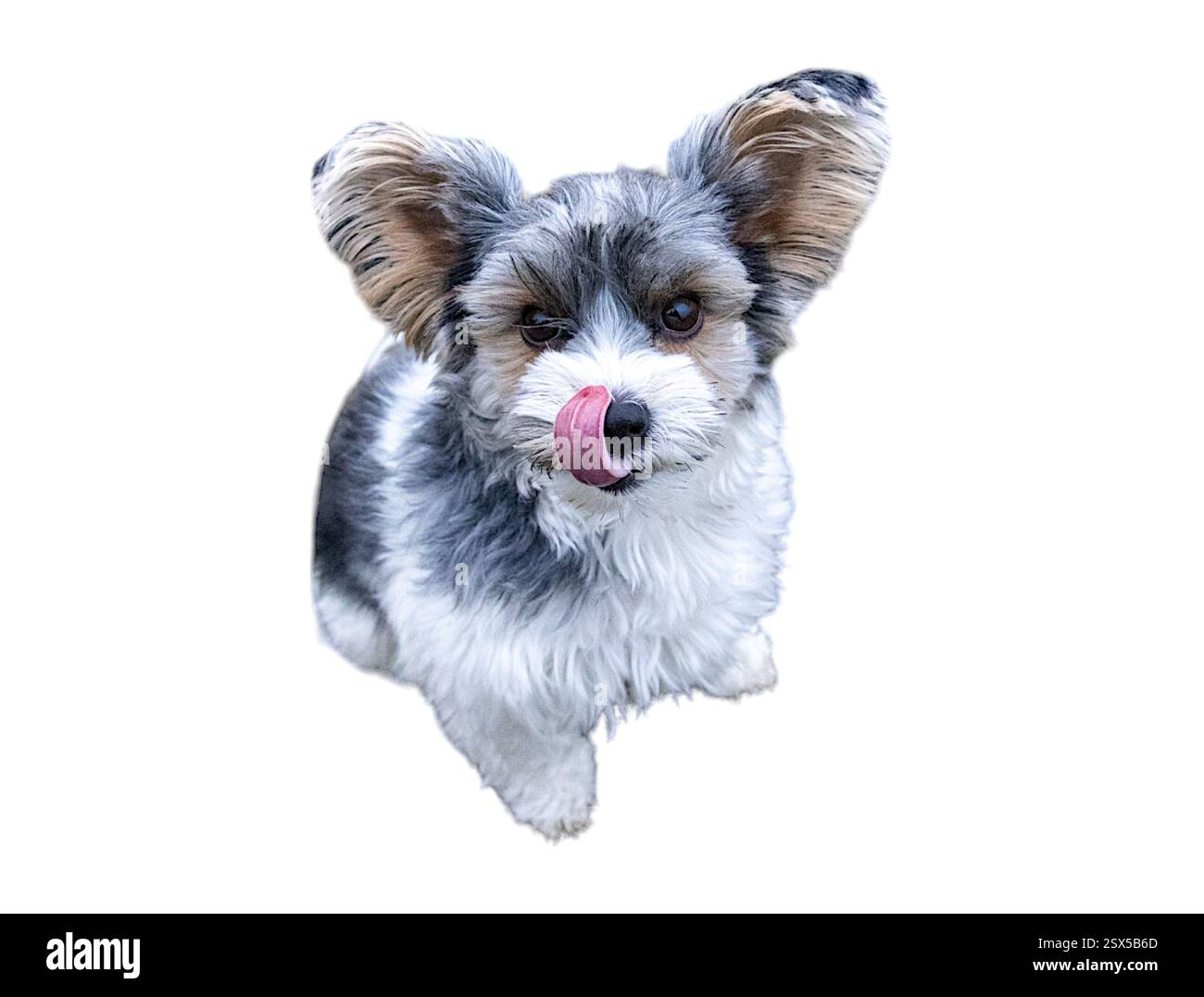 Un curioso Biewer Terrier si siede con la lingua fuori, leccandogli il naso. La morbida pelliccia e le orecchie grandi aggiungono un fascino adorabile e giocoso. Foto Stock