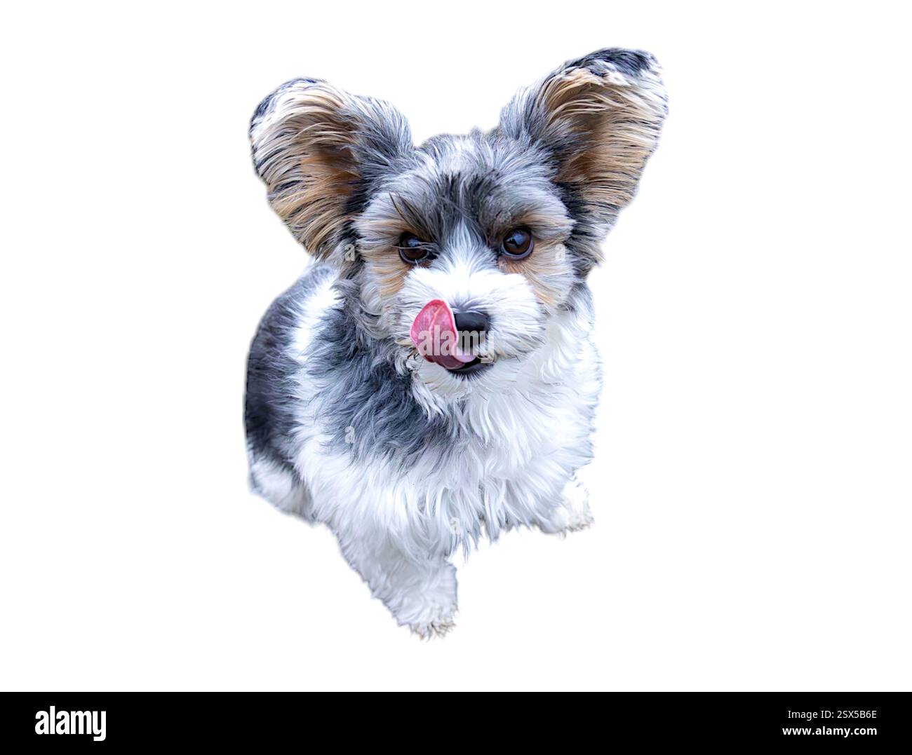 Un curioso Biewer Terrier si siede con la lingua fuori, leccandogli il naso. La morbida pelliccia e le orecchie grandi aggiungono un fascino adorabile e giocoso. Foto Stock