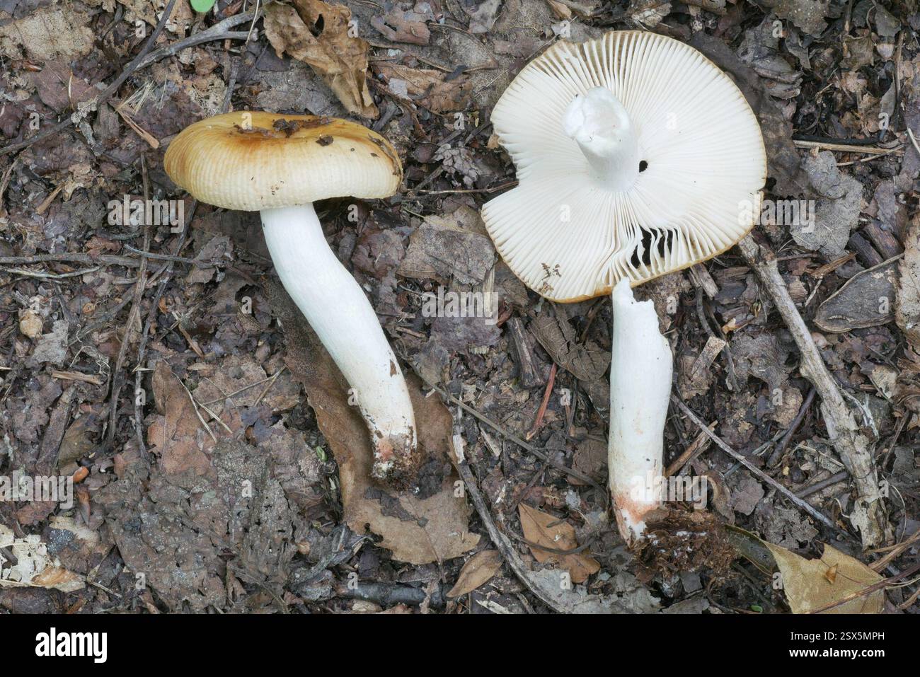 Brittlegills (Russula), funghi, Richland Township, PA, Stati Uniti, olmo, acero, ciliegio, rovere rosso Foto Stock