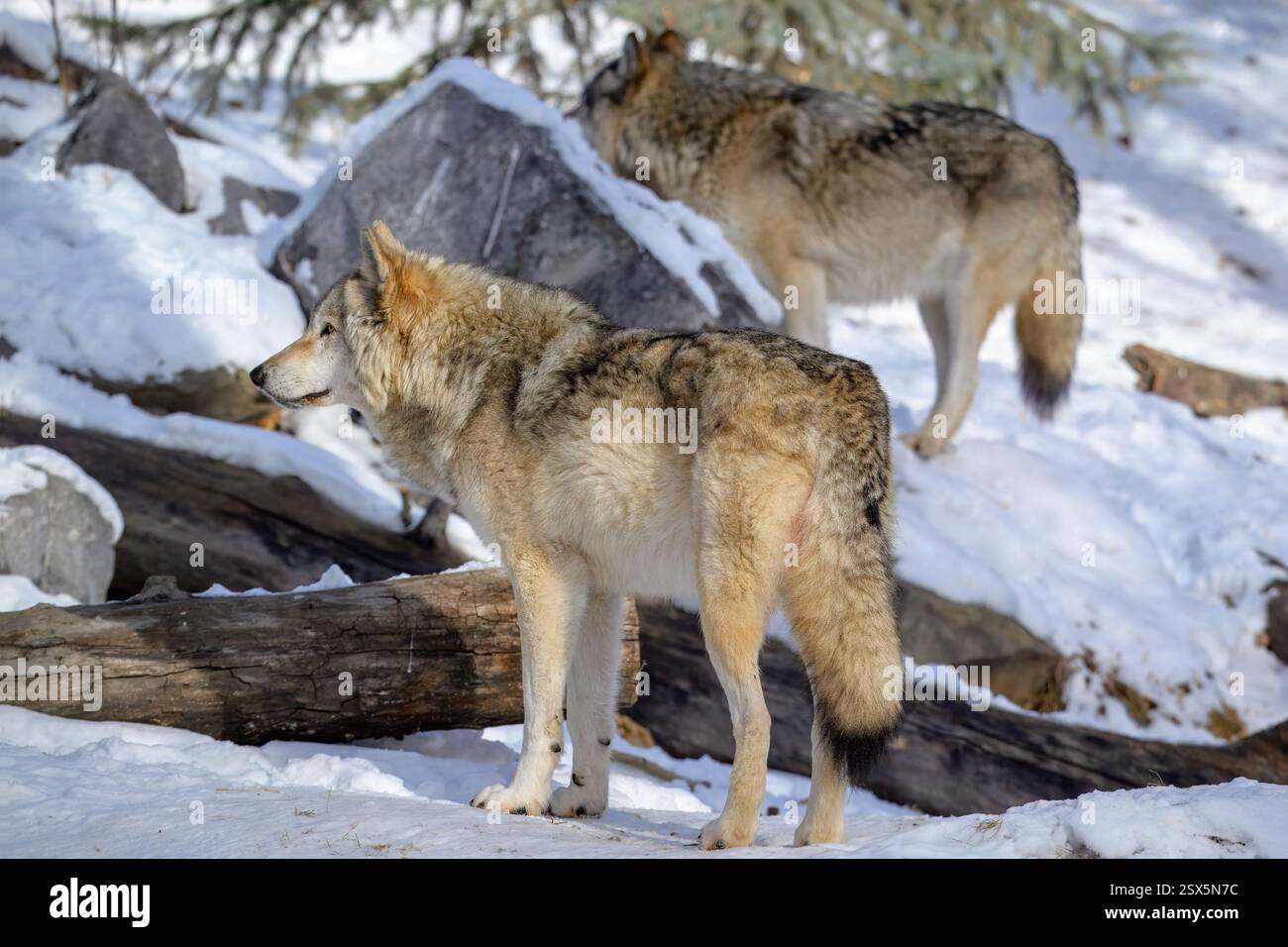 Due lupi si stagliano in una foresta innevata, mostrando la loro bellezza selvaggia e il loro comportamento naturale. Foto Stock