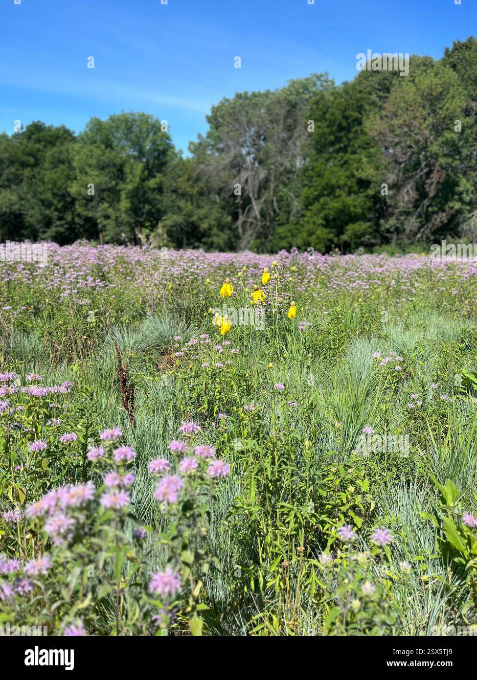 Coneflower dalla testa grigia (Ratibida pinnata), Plantae, Maquoketa Caves State Park, Maquoketa, Iowa, Stati Uniti Foto Stock