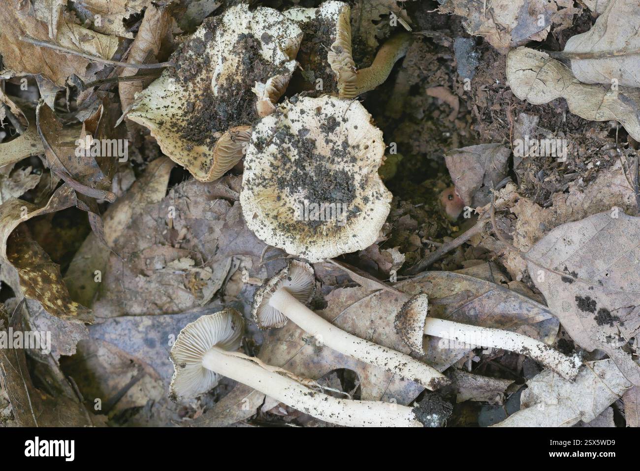 Fibercaps and Allies (Inocybaceae), funghi, Richland Township, PA, USA, Elm, basswood, quercia, tulipani, betulla nera Foto Stock