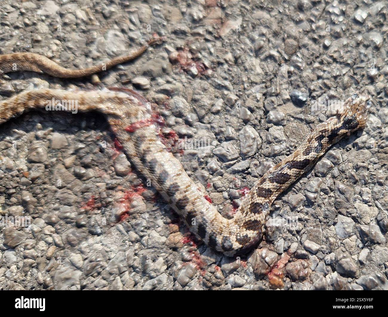 Serpente gatto (Telescopus fallax), Reptilia, Ledenice, Kroatien Foto Stock