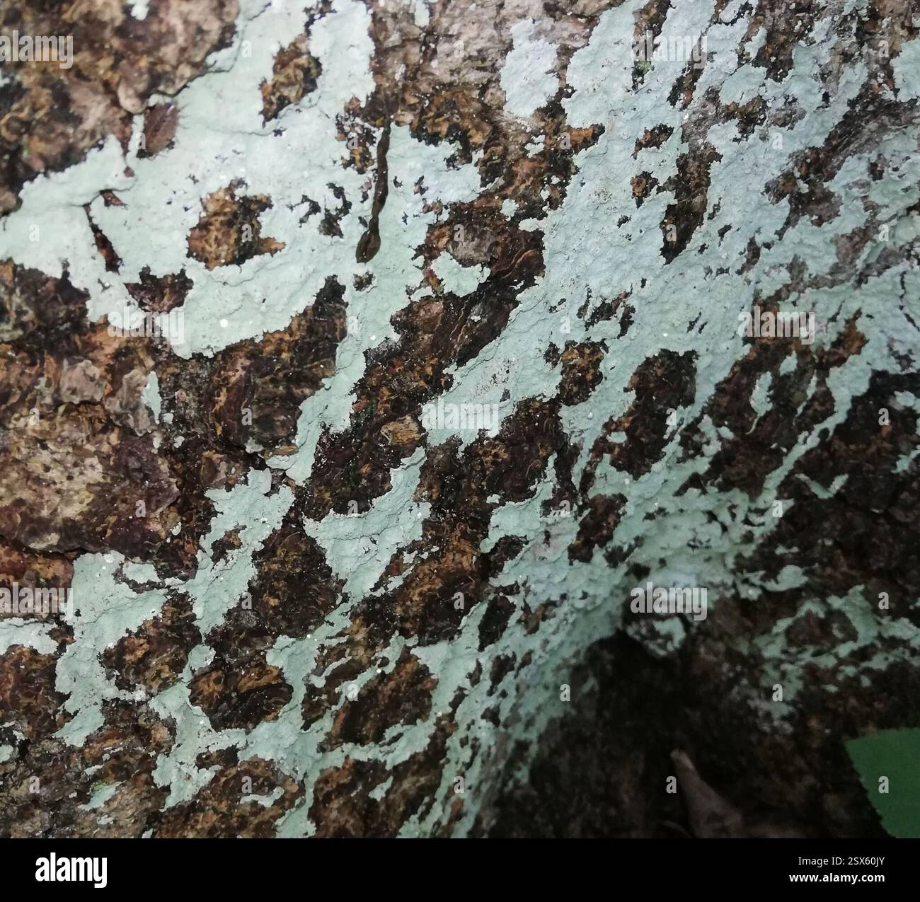 Ascomycetes superiore (Pezizomycotina), funghi, Ballenstedt, Germania, sulla corteccia di un Fraxinus excelsior di dimensioni decenthe, più sui pezzi di corteccia angolati verso il basso. Forse dal deflusso. Pioveva 3 o 4 ore prima, ancora un po' umido Foto Stock