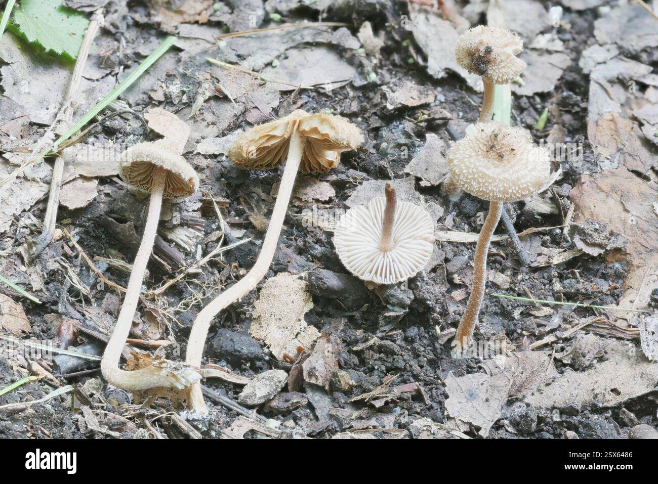 Fibercaps and Allies (Inocybaceae), funghi, Richland Township, PA, USA, betulla nera, pioppo di tulipani, magnolia al cetriolo, quercia, ciliegia nera, elm, hickory Foto Stock