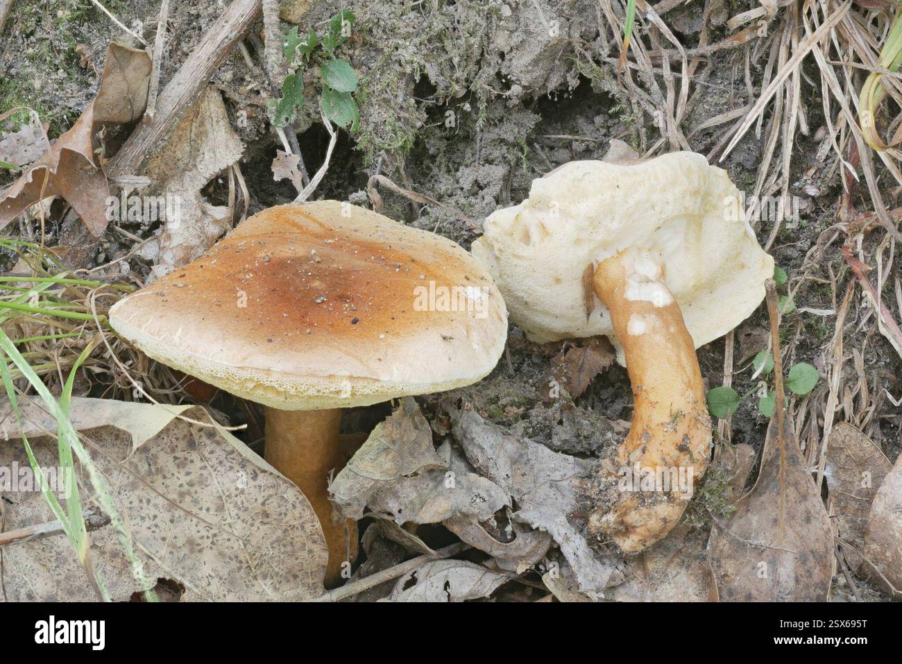 (Gyroporus), funghi, Richland Township, PA, Stati Uniti, quercia, betulla Foto Stock
