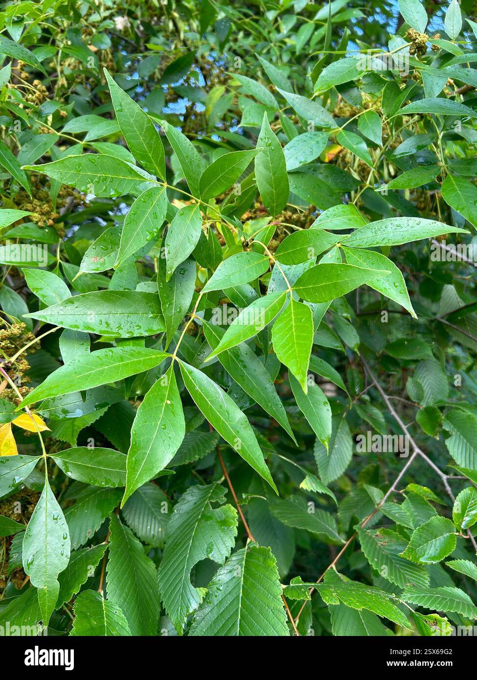 , Fairlawn Country Club, Akron, OH, NOI Foto Stock