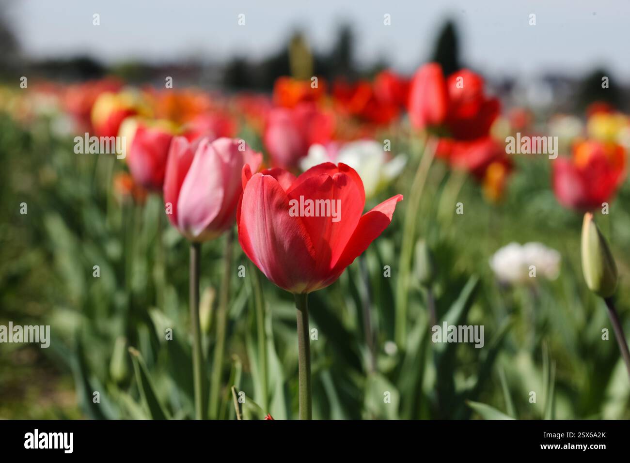 Campo di tulipani colorati fotografati in una splendida giornata di sole nelle Nederland. I tulipani sono completamente in fiore, pronti per essere raccolti. Foto Stock