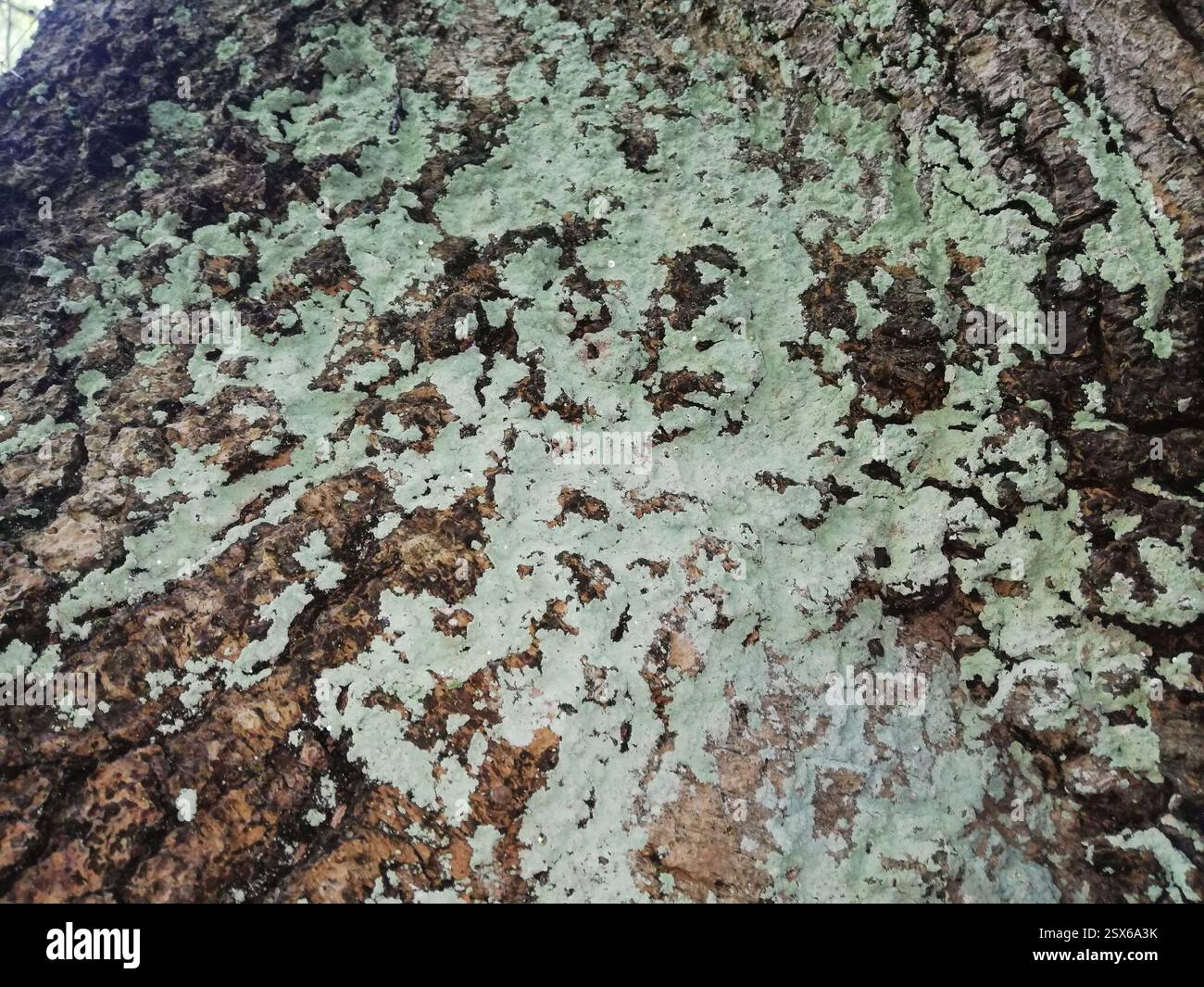 Ascomycetes superiore (Pezizomycotina), funghi, Ballenstedt, Germania, sulla corteccia di un Fraxinus excelsior di dimensioni decenthe, più sui pezzi di corteccia angolati verso il basso. Forse dal deflusso. Pioveva 3 o 4 ore prima, ancora un po' umido Foto Stock