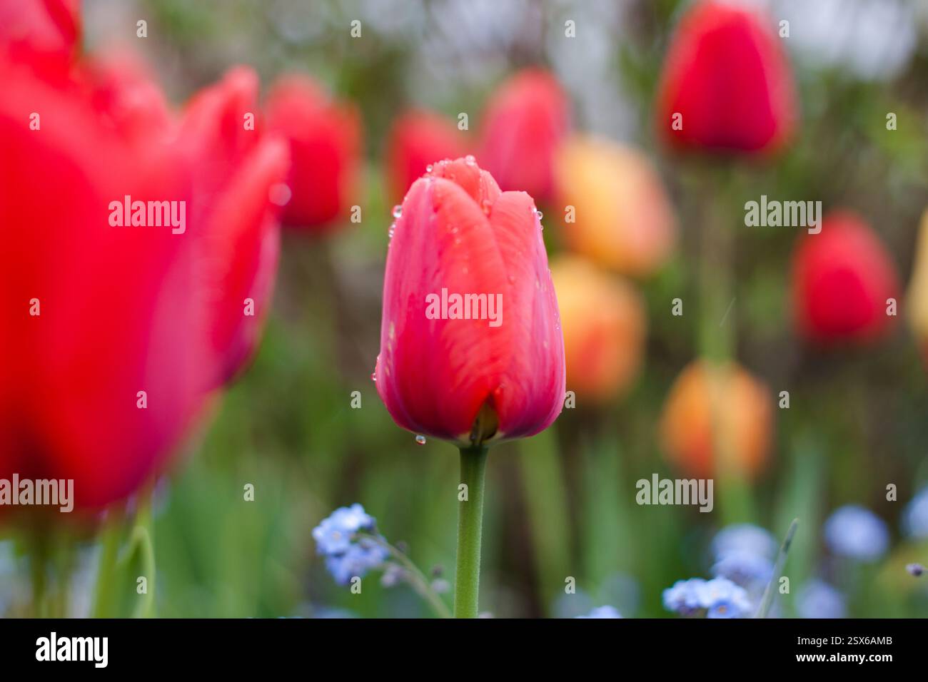 Macro di tulipani rossi e arancioni sul campo, fotografati con gocce d'acqua di condensazione mattutine. Foto Stock