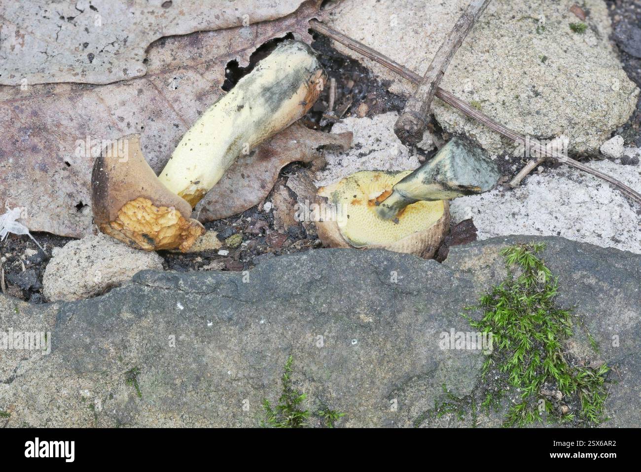 (Cyanoboletus), funghi, Richland Township, PA, Stati Uniti, palla di rootball di albero caduto vicino a quercia, faggio, acero Foto Stock