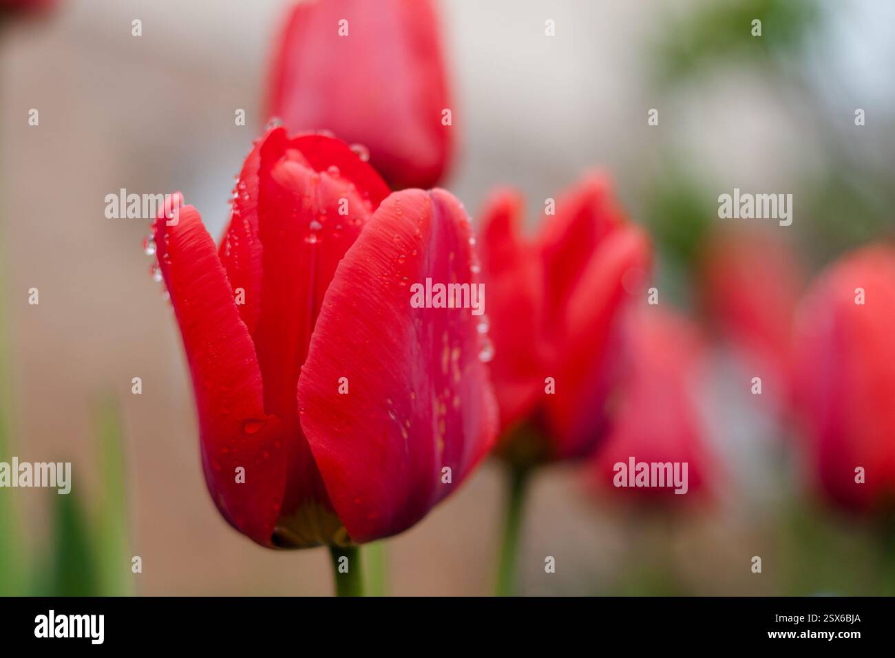 Foto dettagliata dei tulipani rossi con gocce di condensa mattutine. Più tulipani rossi sullo sfondo, macrofotografia Foto Stock
